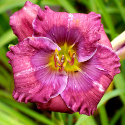 Лілейник Lavender Blue Baby