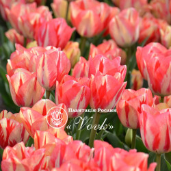 Цибулини тюльпану Spring Sunrise