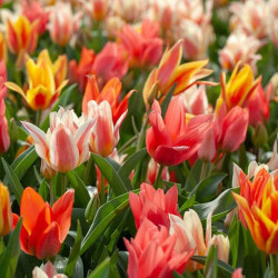 Цибулини тюльпану Fun Colors (Мікс)