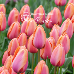 Луковицы тюльпана Apricot Impression
