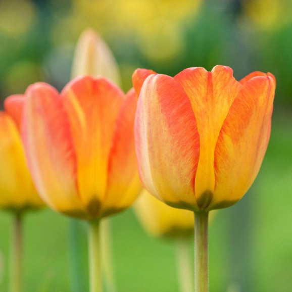 Тюльпан Blushing Apeldoorn