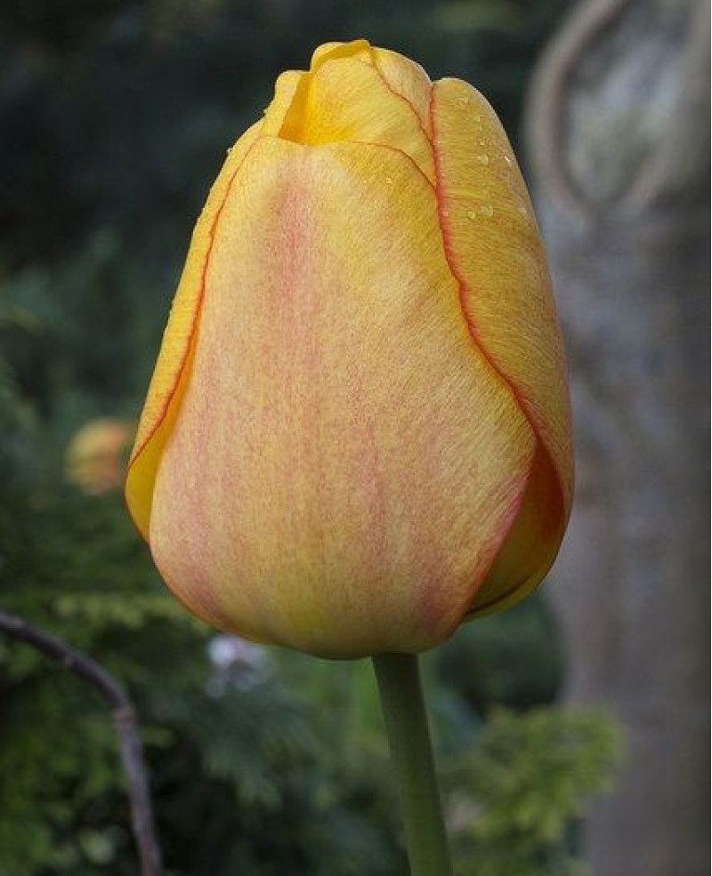 Тюльпан Blushing Apeldoorn