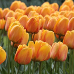 Тюльпан Blushing Apeldoorn