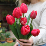Тюльпан Rosy Delight