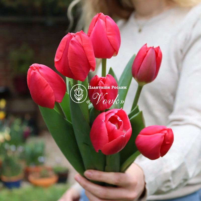 Тюльпан Rosy Delight