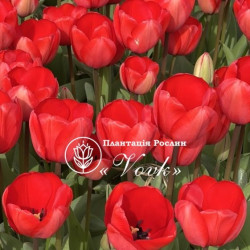 Цибулини тюльпану Red Impression