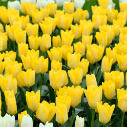 Тюльпан Yellow Purissima