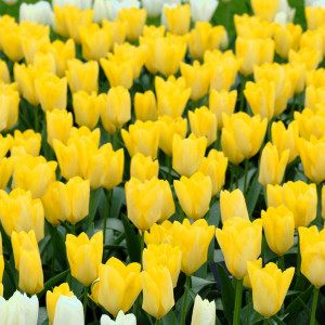 Тюльпан Yellow Purissima