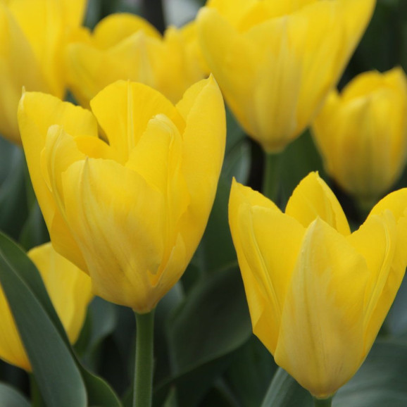 Тюльпан Yellow Purissima