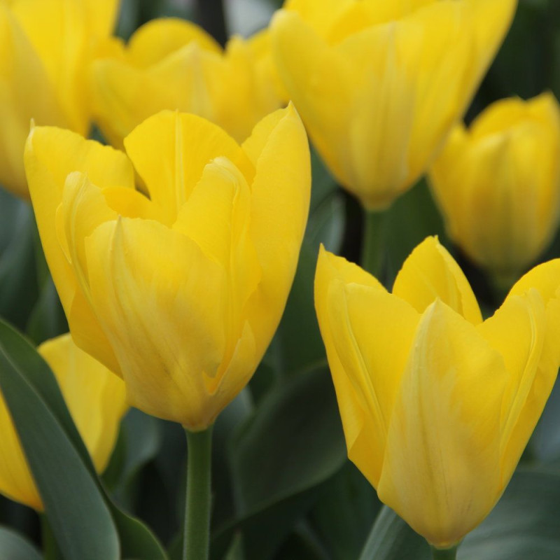 Тюльпан Yellow Purissima