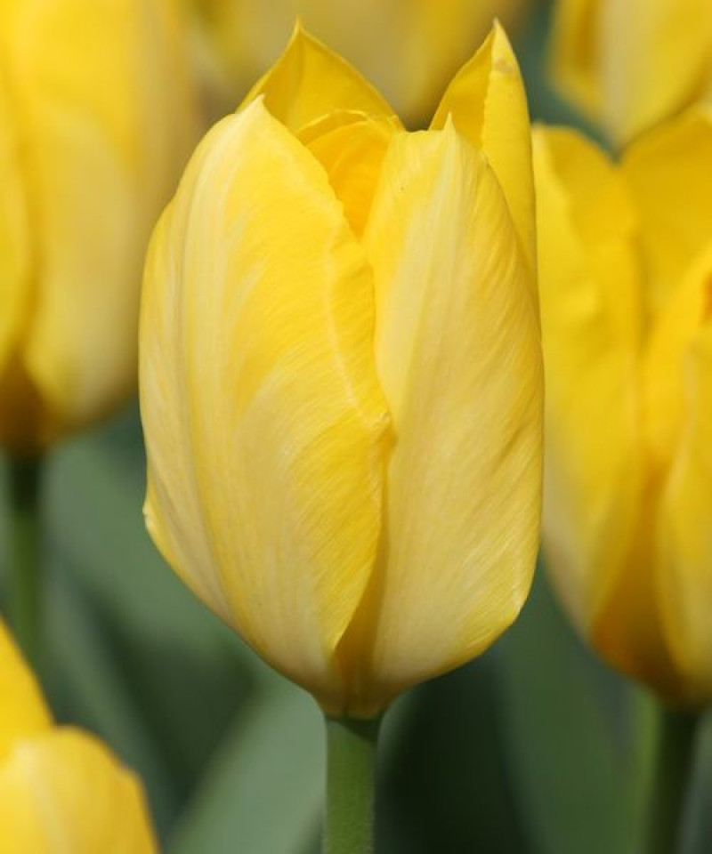 Тюльпан Yellow Purissima