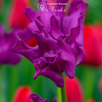 Тюльпан Crown of Negrita