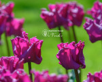 Тюльпан Crown of Negrita