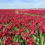 Тюльпан Red Dress