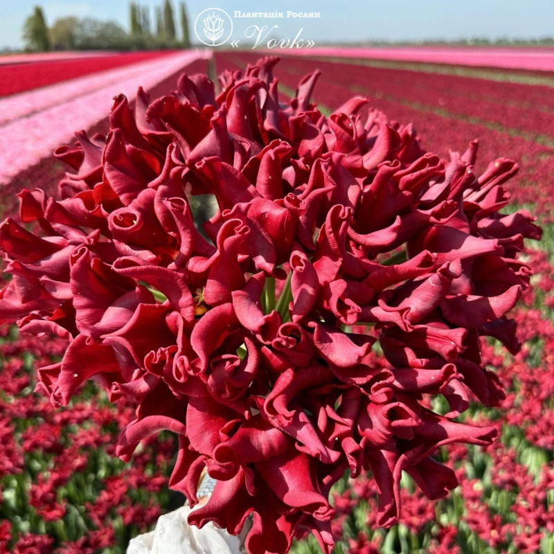 Тюльпан Red Dress