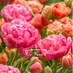 Цибулини тюльпану Amazing Grace
