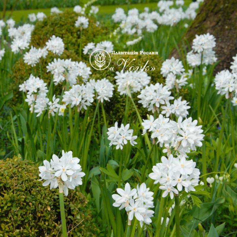 Нарцис Paperwhite (Papyraceus)