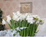 Нарцисс Paperwhite (Papyraceus)