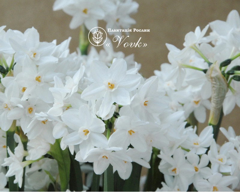 Нарцис Paperwhite (Papyraceus)