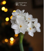 Нарцисс Paperwhite (Papyraceus)