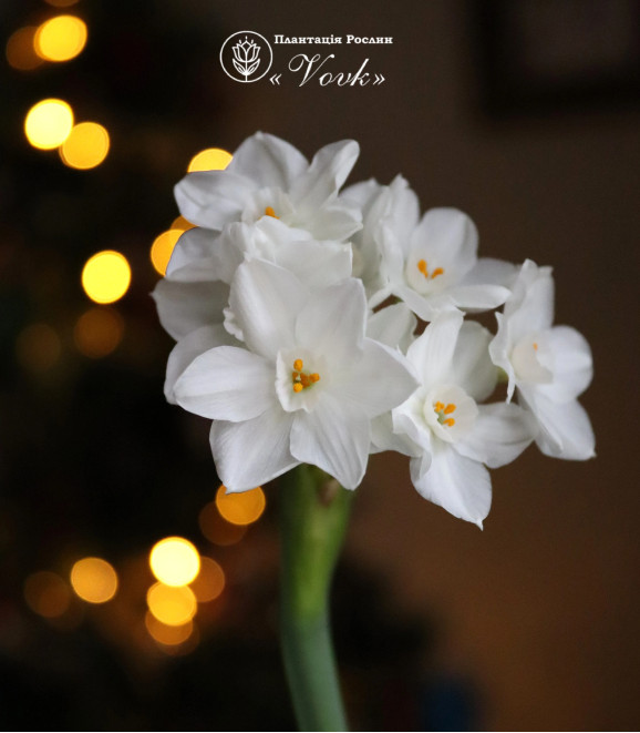 Нарцисс Paperwhite (Papyraceus)