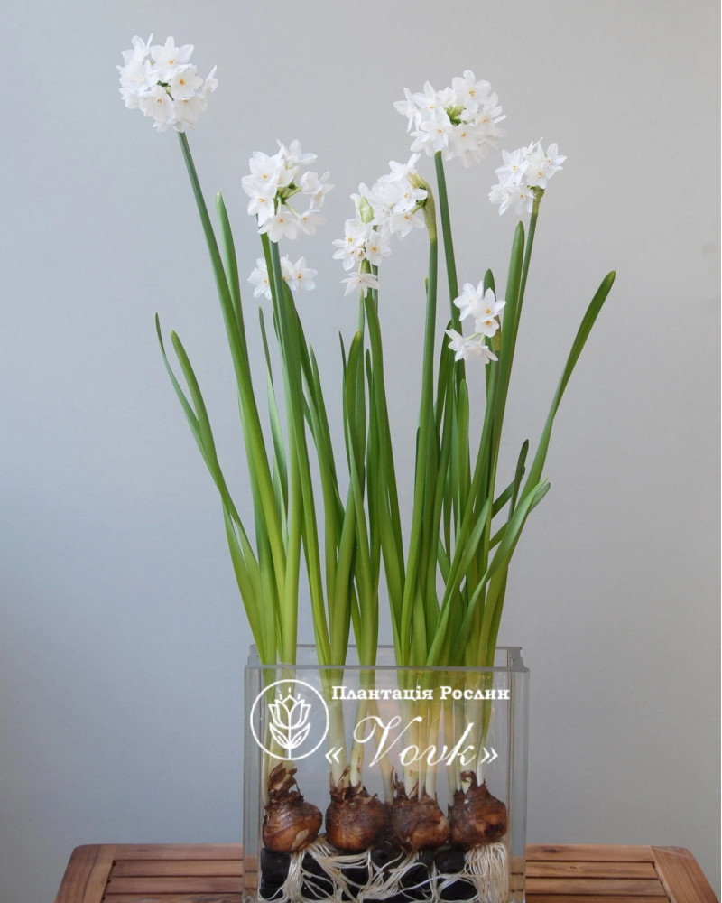 Нарцис Paperwhite (Papyraceus)