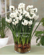 Нарцисс Paperwhite (Papyraceus)