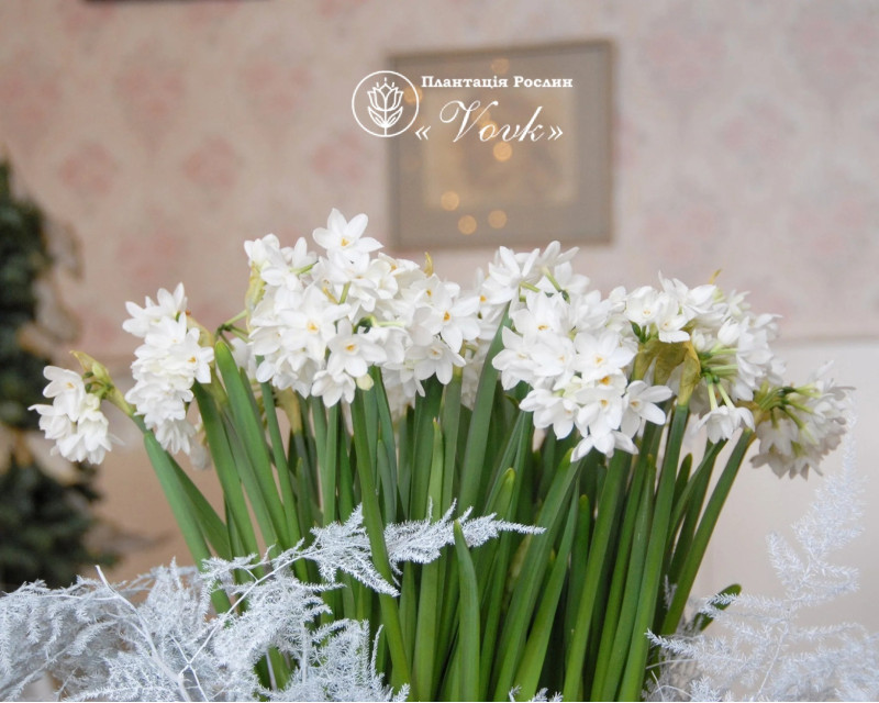 Нарцис Paperwhite (Papyraceus)