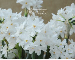 Нарцисс Paperwhite (Papyraceus)