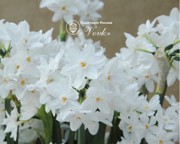 Нарцисс Paperwhite (Papyraceus)