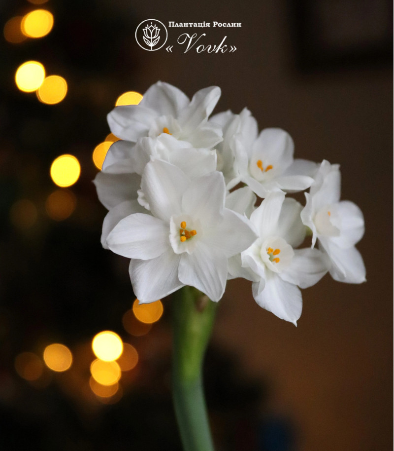 Нарцис Paperwhite (Papyraceus)