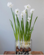 Нарцисс Paperwhite (Papyraceus)