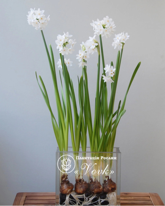 Нарцисс Paperwhite (Papyraceus)