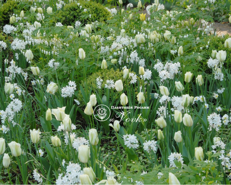 Нарцис Paperwhite (Papyraceus)