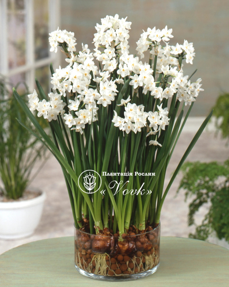 Нарцис Paperwhite (Papyraceus)