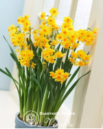 Нарцисс Grand Soleil d'Or