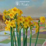Нарцисс Grand Soleil d'Or