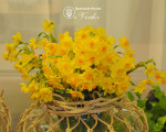 Нарцисс Grand Soleil d'Or