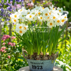 Луковицы нарцисса Geranium