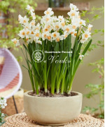 Нарцисс Kapiti Peach