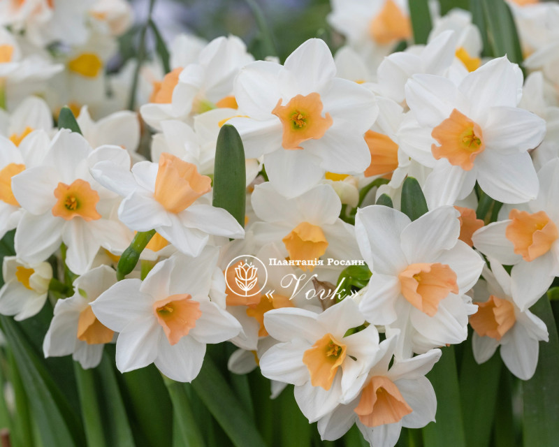 Нарцис Kapiti Peach