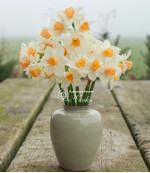 Нарцисс Kapiti Peach