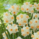 Нарцисс Kapiti Peach