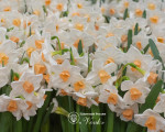 Нарцисс Kapiti Peach