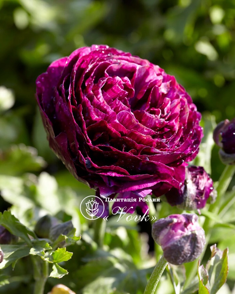 Ранункулюс (лютик) Aviv Purple