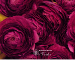 Ранункулюс (лютик) Aviv Purple
