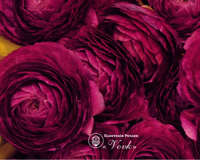 Ранункулюс (лютик) Aviv Purple