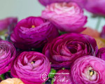 Ранункулюс (лютик) Aviv Purple