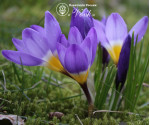 Крокус Sieberi Tricolor
