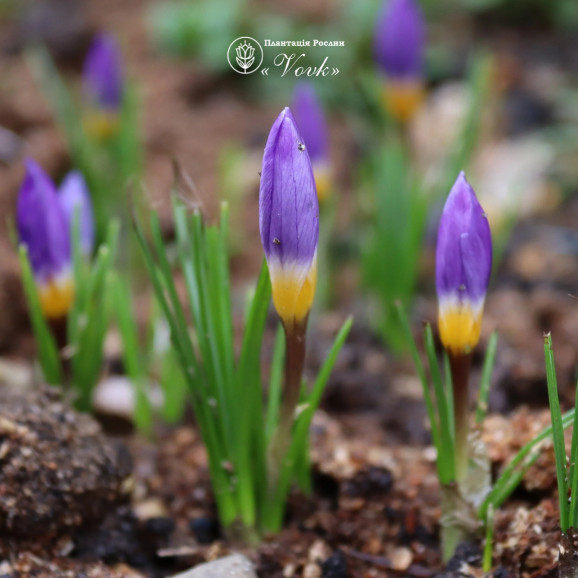 Крокус Sieberi Tricolor